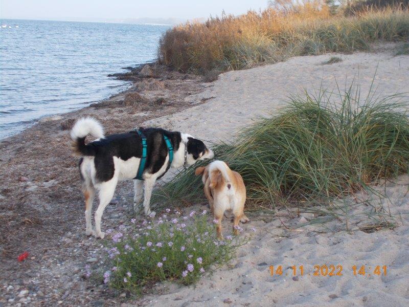Indiana und Maxl kontrollieren die Spuren anderer Hunde