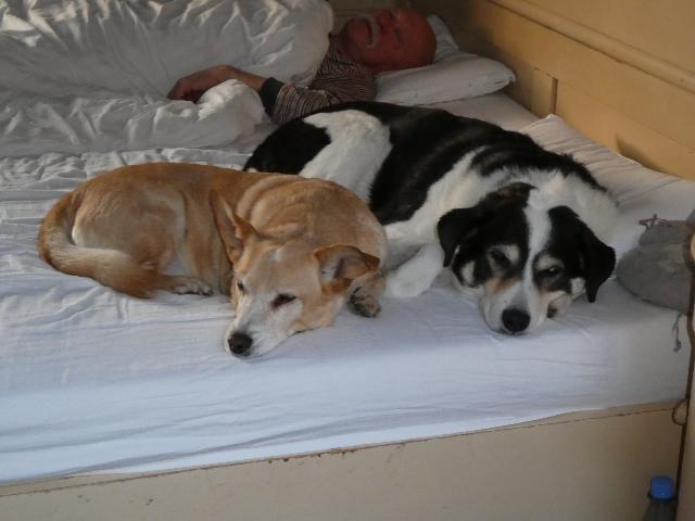 Indi und Mäxle im Bett